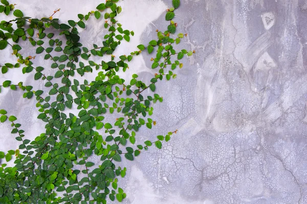 Green Creeper Plant growing on cement wall — Stock Photo, Image