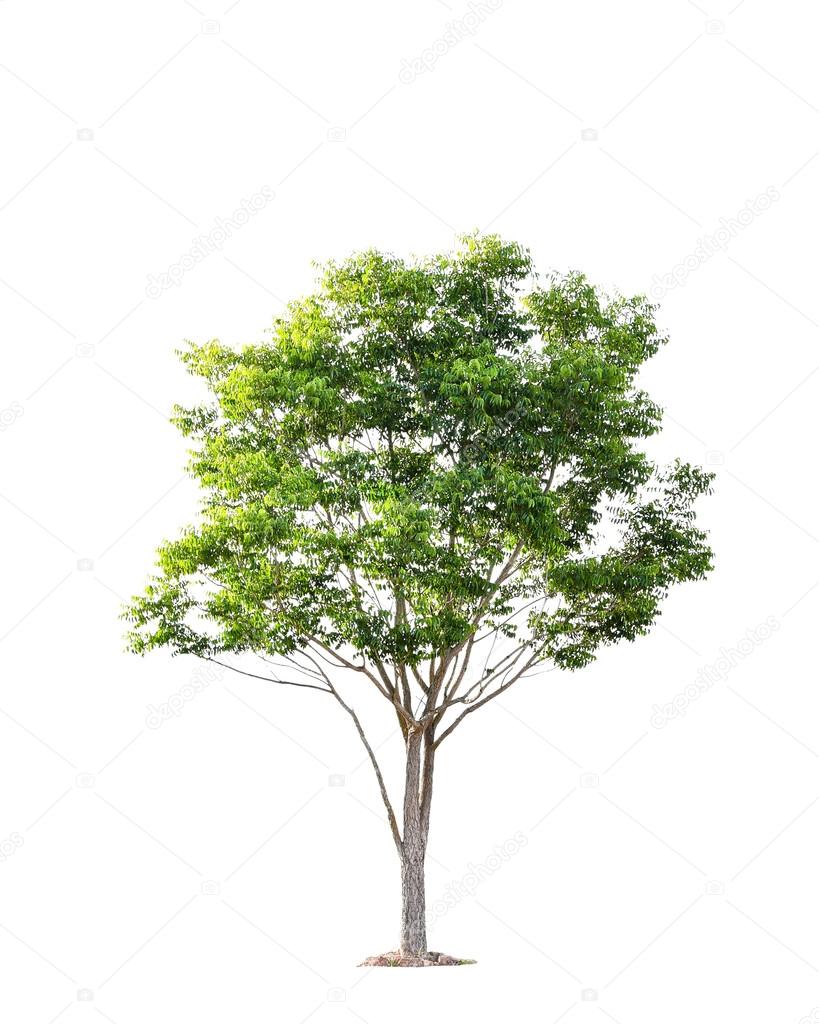 Beautiful green tree on a white background on high definition Stock Photo  by ©jes2uphoto 76046973