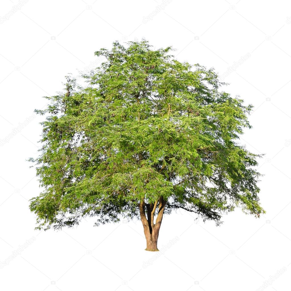 Beautiful green tree on a white background on high definition