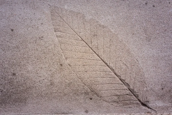 The Imprint of leaf on cement ground background — Stock Photo, Image