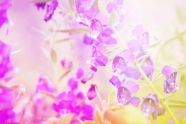 Beautiful flowers with Soft Focus Color Filtered effect — Stock Photo, Image