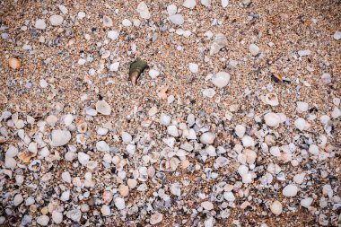 Kumsalda deniz kabukları