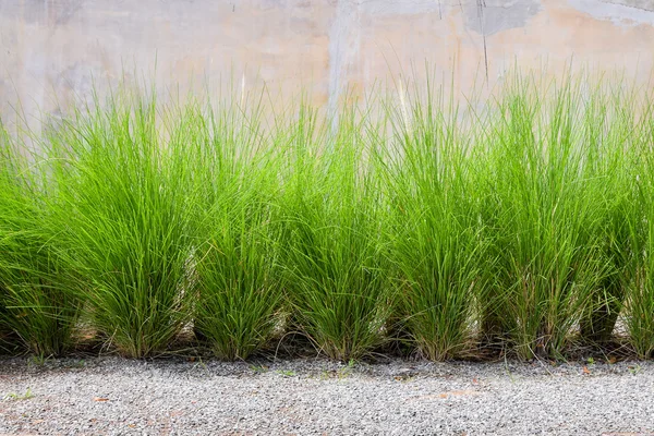 Зелена трава на бетонній стіні — стокове фото