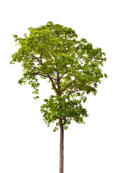 Green tree isolated on white background — Stock Photo, Image