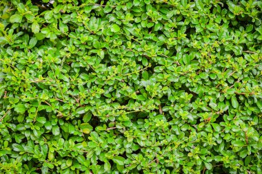 Yeşil Yapraklar duvar arkaplanı