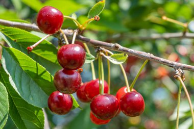 Dallarda olgun kiraz meyveleri kümeleri. Güneşli bir günde kiraz ağacı. Kapat.