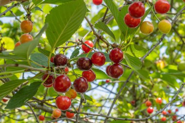 Olgun kırmızı meyveli kiraz dalları. Kapatın. Parlak güneşli bir günde kiraz ağacı.