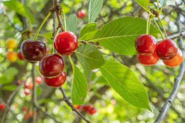 Olgun kırmızı meyveli kiraz dalları. Kapatın. Parlak güneşli bir günde kiraz ağacı.