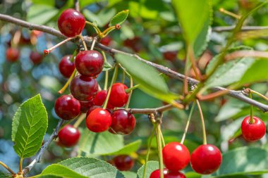 Dallarda olgun kiraz meyveleri kümeleri. Güneşli bir günde kiraz ağacı. Kapat.