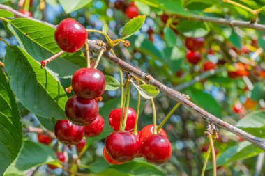 Dallarda olgun kiraz meyveleri kümeleri. Güneşli bir günde kiraz ağacı. Kapat.