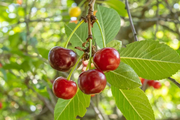 Cherry Branches Ripe Red Berries Close Cherry Tree Bright Sunny Stock Photo