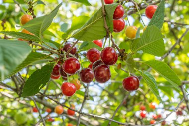 Olgun kırmızı meyveli kiraz dalları. Kapatın. Parlak güneşli bir günde kiraz ağacı.