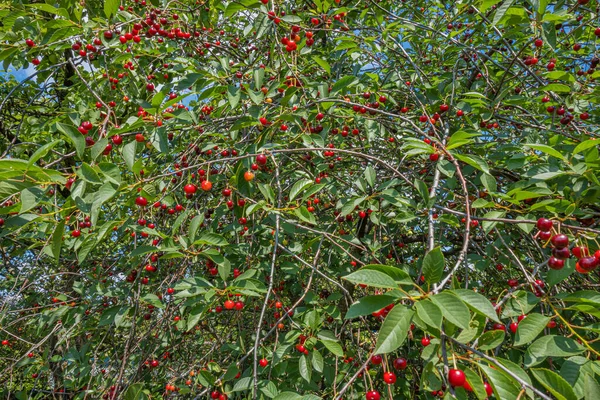 Wiśniowe Drzewo Wieloma Czerwonymi Owocami Wiśni Gałęziach Wiśnia Drzewo Jasny — Zdjęcie stockowe