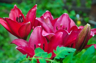 Çiçek tarlasında güzel parlak zambaklar. Kırmızı çiçekler gündüz zambakları ya da Hemerocallis 'tir. Yeşil yapraklardan oluşan bir arka planda zambaklar. Bahçedeki çiçek tarhları. Yakın plan..
