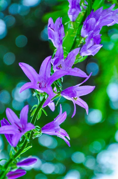 Campana Azul Flor Sobre Fondo Borroso Día Soleado Primer Plano —  Fotos de Stock