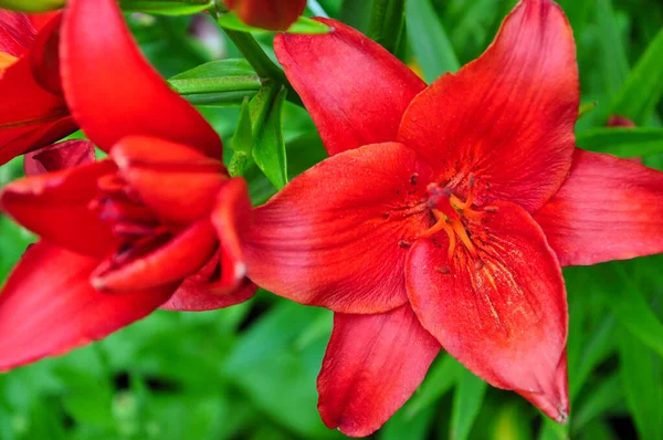 Hermosos Amaneceres Brillantes Macizo Flores Las Flores Rojas Son Azucenas — Foto de Stock