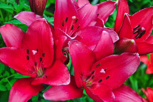 Hermosos Amaneceres Brillantes Macizo Flores Las Flores Rojas Son Azucenas — Foto de Stock