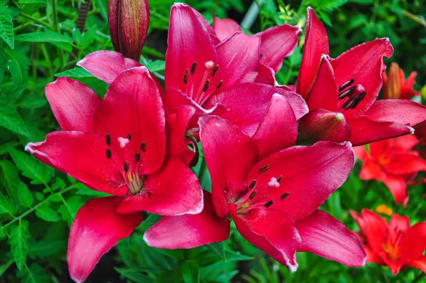 Hermosos Amaneceres Brillantes Macizo Flores Las Flores Rojas Son Azucenas — Foto de Stock