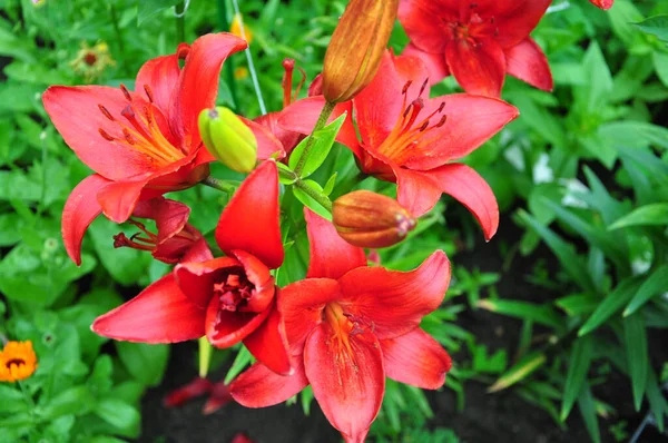 Hermosos Amaneceres Brillantes Macizo Flores Las Flores Rojas Son Azucenas — Foto de Stock