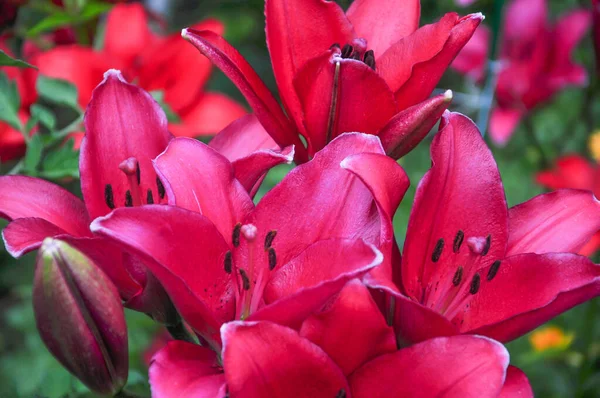 Beautiful bright daylilies in a flower bed. Red flowers are daylilies or Hemerocallis. Daylilies on a background of green leaves. Flower beds in the garden. Close-up.