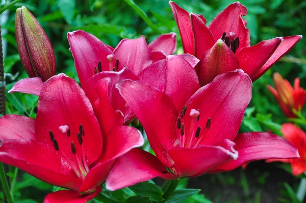 Hermosos Amaneceres Brillantes Macizo Flores Las Flores Rojas Son Azucenas — Foto de Stock