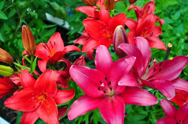 Beautiful bright daylilies in a flower bed. Red flowers are daylilies or Hemerocallis. Daylilies on a background of green leaves. Flower beds in the garden. Close-up.