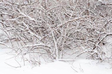 Parkta karla kaplı çalılar. Kışın ormandaki bitkiler buzla kaplıdır..