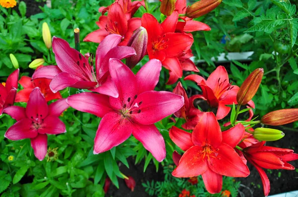 Hermosos Amaneceres Brillantes Macizo Flores Las Flores Rojas Son Azucenas — Foto de Stock