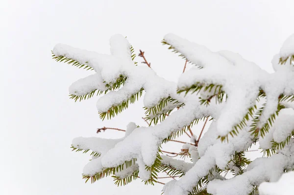 Branches Christmas Tree Covered Frost Snow White Background Space Text Stock Picture