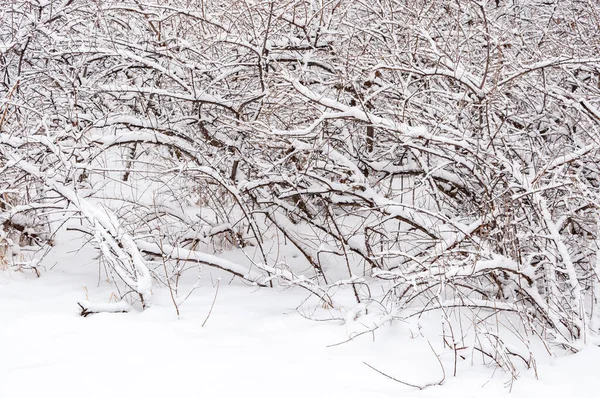 Кусты Покрытые Снегом Парке Растения Зимнем Лесу Покрыты Морозом — стоковое фото