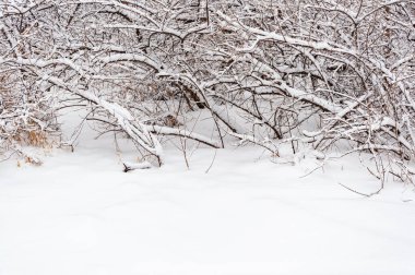 Parkta karla kaplı çalılar. Kışın ormandaki bitkiler buzla kaplıdır..