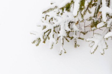 Noel ağacının dalları beyaz bir zemin üzerinde buz ve karla kaplı ve yazı için boşluk var. Mutlu Noeller ve mutlu yıllar fotokopi çekilen yeni yıl.