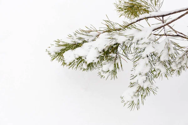 Ветви Елки Покрыты Морозом Снегом Белом Фоне Пространством Текста Счастливого — стоковое фото