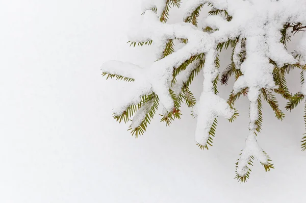 Ветви Елки Покрыты Морозом Снегом Белом Фоне Пространством Текста Счастливого — стоковое фото