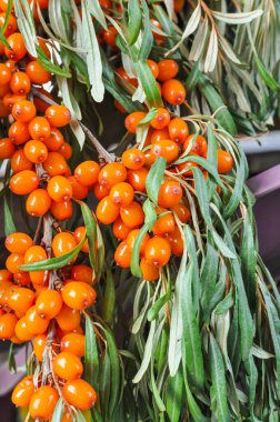 Güneşli bir günde bahçede olgun taze deniz dikenleri var. Yakın plan, seçici odaklanma, alan derinliği.