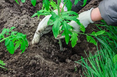 Bir dişi çiftçi organik bir bahçeye domates filizleri ekiyor.