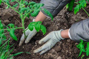 Bir dişi çiftçi organik bir bahçeye domates filizleri ekiyor.