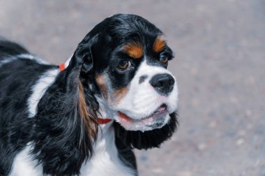 Siyah beyaz, bej tenli Amerikalı Cocker Spaniel 'in portresi.