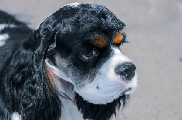 Retrato Jovem Preto Branco Puro Cocker Americano Spaniel Com Bronzeado — Fotografia de Stock