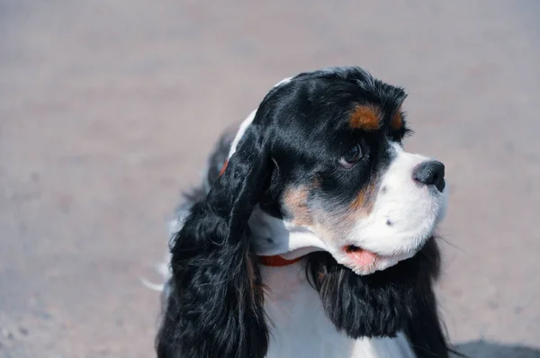 一个年轻的黑白相间的纯种美国可卡犬的肖像与米色的棕褐色 — 图库照片