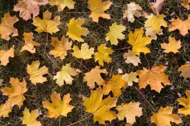 Sarı akçaağaç yaprakları sonbahar parkında yerde.