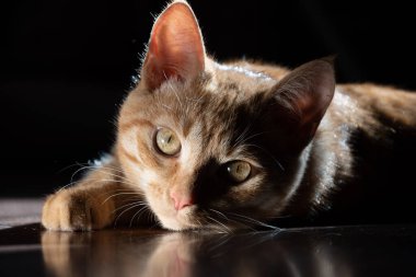 Karanlık arka planda yatan genç kırmızı kedi