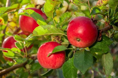 Bahçedeki bir elma ağacının dallarındaki olgun kırmızı elmalar hasat için hazır..