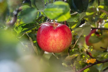Bahçedeki bir elma ağacının dallarındaki olgun kırmızı elmalar hasat için hazır..