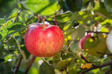 Bahçedeki bir elma ağacının dallarındaki olgun kırmızı elmalar hasat için hazır..