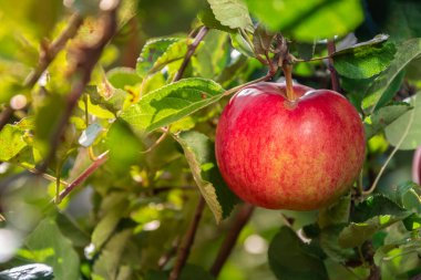 Bahçedeki elma ağacının dalındaki olgun kırmızı elma hasat için hazır..