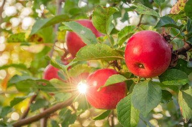 Bahçedeki bir elma ağacının dallarındaki olgun kırmızı elmalar hasat için hazır..