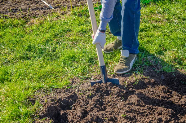 Farming, gardening, agriculture and people concept-a person with a shovel digs a garden bed on a farm on a sunny day.