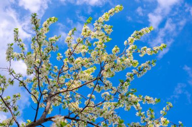 Mavi bir gökyüzüne karşı erik dalları üzerinde açan beyaz çiçekler..