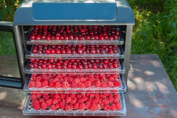 Taze kiraz ve ahududu kurutma makinesinde kurutulmaya hazır meyveler ve meyveleri kurutmak için..